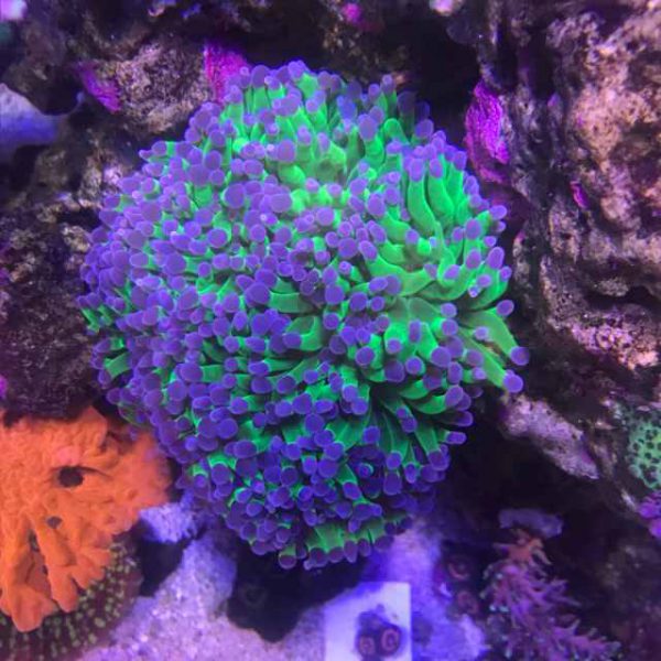 purple tip frogspawn coral