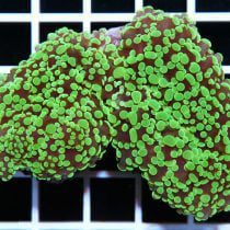 neon green tips frogspawn coral