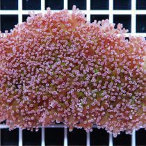 مرجان همر اختاپوس نوک بنفش