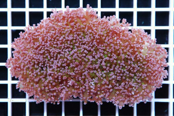 مرجان همر اختاپوس نوک بنفش