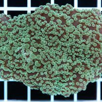 مرجان همر اختاپوس نوک سبز