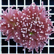 مرجان همر ترچ بنفش