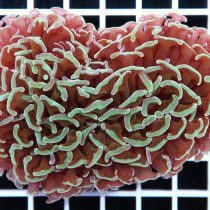 مرجان همر لنگری نوک سبز