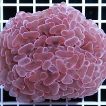 مرجان همر لنگری بنفش