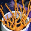 Yellow Finger Gorgonian