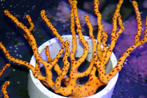 Yellow Finger Gorgonian