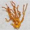 Yellow Finger Gorgonian