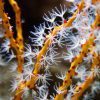 Yellow Finger Gorgonian