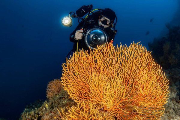 مرجان گورگانیا انگشتی نارنجی