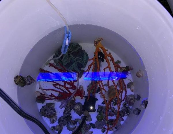 مرجان گورگانیا انگشتی نارنجی