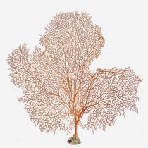 مرجان گورگانیا توری