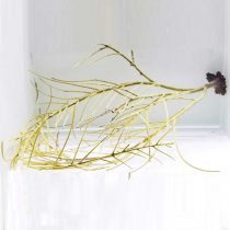 Yellow Willow Gorgonian