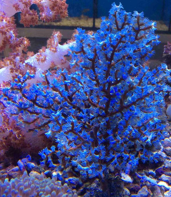 Blueberry tree coral