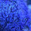 Blueberry tree coral
