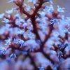 Blueberry tree coral