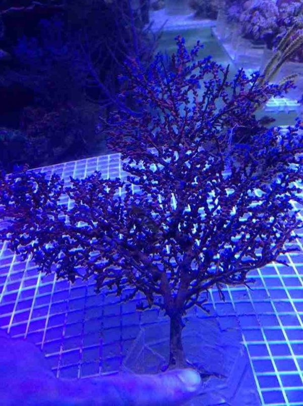 Blueberry tree coral