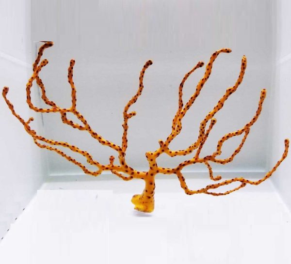 مرجان گورگانیا انگشتی زرد