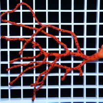 مرجان گورگانیا انگشتی نارنجی