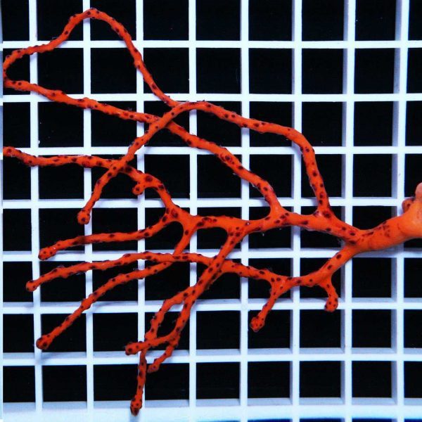 مرجان گورگانیا انگشتی نارنجی