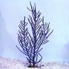 Purple Brush Gorgonian
