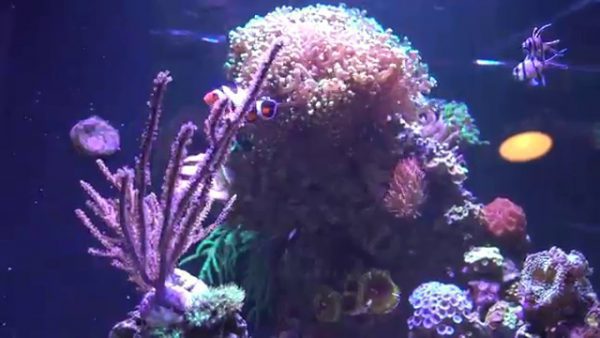 Purple Brush Gorgonian