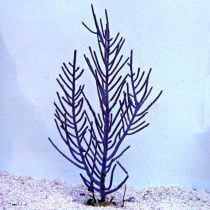Purple Brush Gorgonian