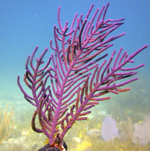 Purple Brush Gorgonian