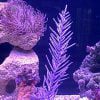 Purple Brush Gorgonian