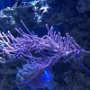 Purple Whip Gorgonian