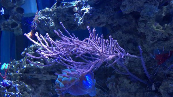 Purple Whip Gorgonian