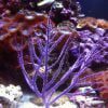 Purple Whip Gorgonian
