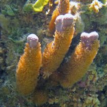 Briareum asbestinum gorgonian