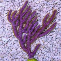 مرجان گورگانیا کندلابرا بنفش