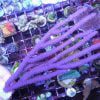 Purple Candelabra Gorgonian