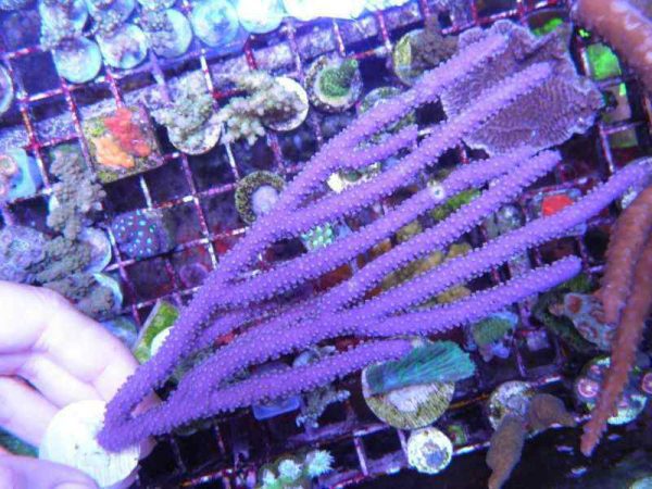 Purple Candelabra Gorgonian