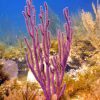 Purple Candelabra Gorgonian