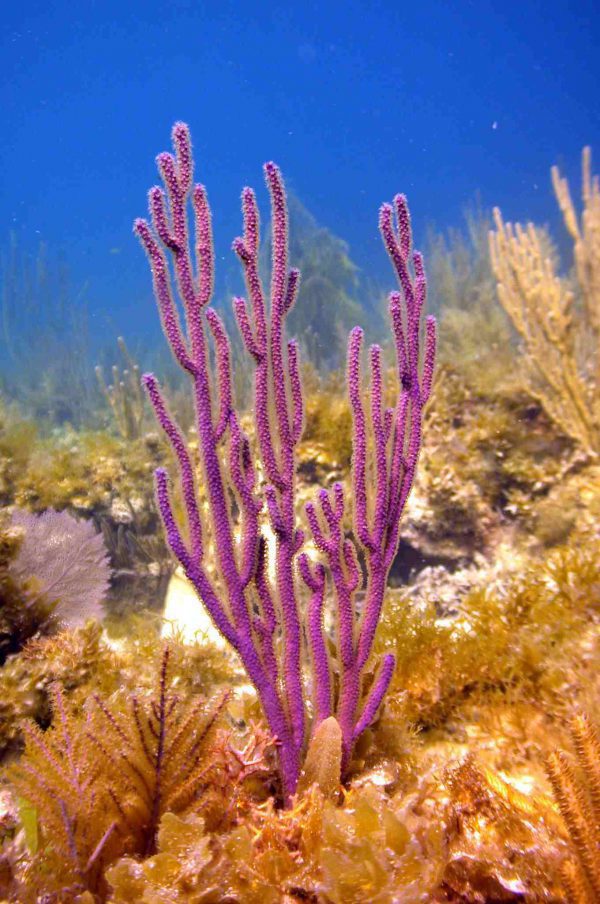 Purple Candelabra Gorgonian