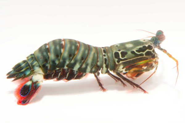 میگو دلقک مانتیس