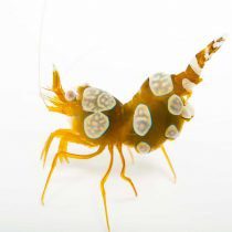 میگوی شقایق