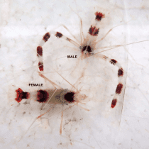 میگو مشت زن مرجانی