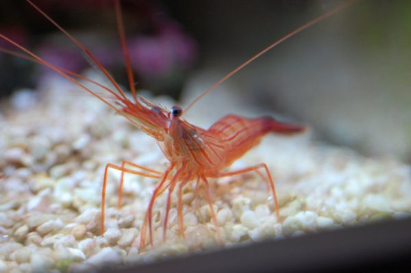 میگو نعنایی