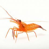 میگو نعنایی