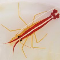 Scarlet Skunk Cleaner Shrimp