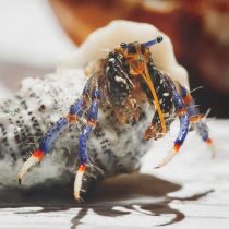 هرمیت پا آبی کوتوله