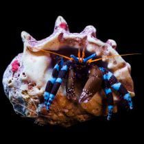 هرمیت پا آبی