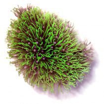 پلیپ استار سبز