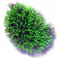 Green metalic Star Polyp