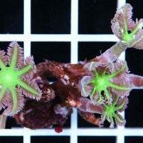 پلیپ دستکشی سبز