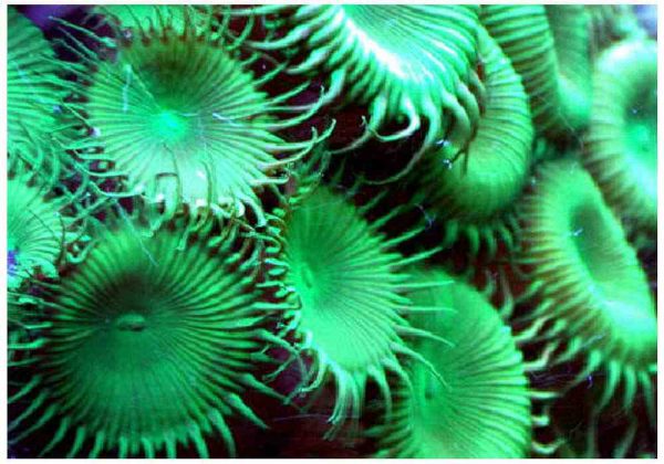 Green Button Polyp