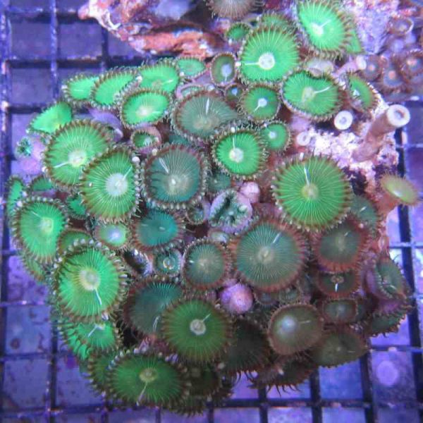 Green Button Polyp